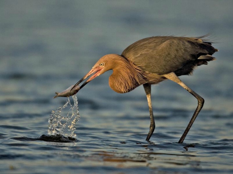 Reddish Egret Strike